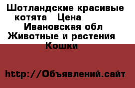 Шотландские красивые котята › Цена ­ 3 000 - Ивановская обл. Животные и растения » Кошки   